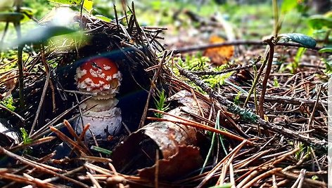 Anželos Adamovič-Gečienės grybai