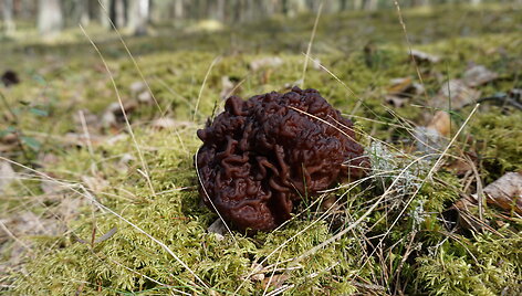 &Scaron;i augalų ir grybų simbiozė &ndash; vienas i&scaron; nematomų, bet labai svarbių gamtos stebuklų