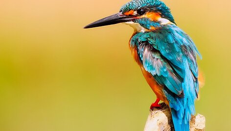Alcedo atthis &ndash; tulžys