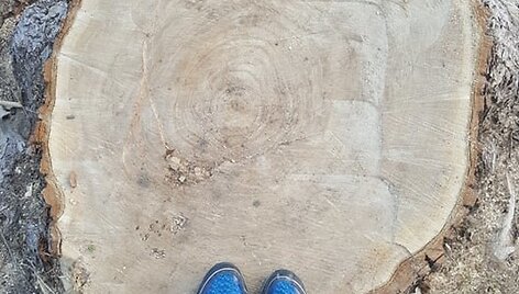 Prie Vievio ežero i&scaron;kirsto tuopos