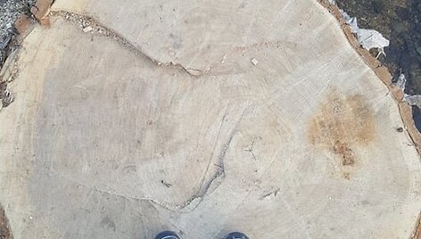 Prie Vievio ežero i&scaron;kirsto tuopos