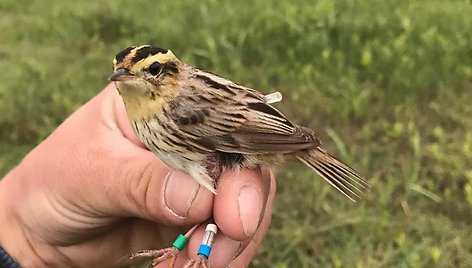 Pamaryje sugauta meldinė nendrinukė su geolokatoriumi