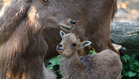 Berberiniai avinai Kauno zoologijos sode