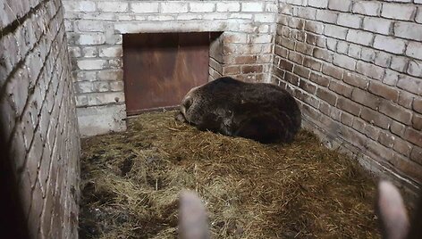 Me&scaron;kos, laikytos voljere prie užeigos &bdquo;Plūgo broliai&ldquo;