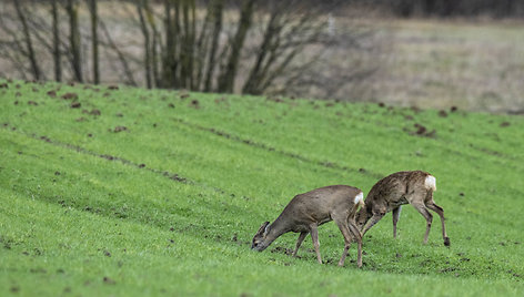  Stirnos želmenyse praleidžia visą dieną