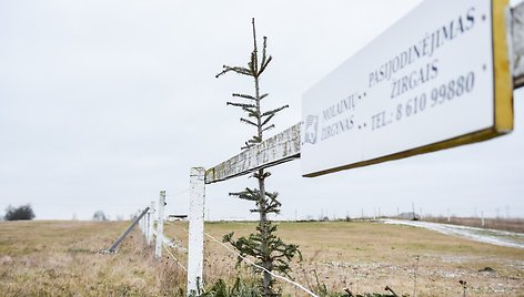 Nupuoštos žaliaskarės – geriau žirgams negu į atliekas