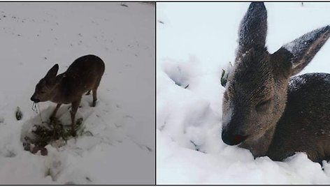 Į sodybą atklydo mažas negaluojantis stirniukas. Sodybos šeimininkai Važgauskai nepaliko stirniuko likimo valiai, jį gelbėjo.