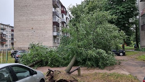 Lietuvoje siautėjusi audra pridarė žalos &ndash; virto medžiai