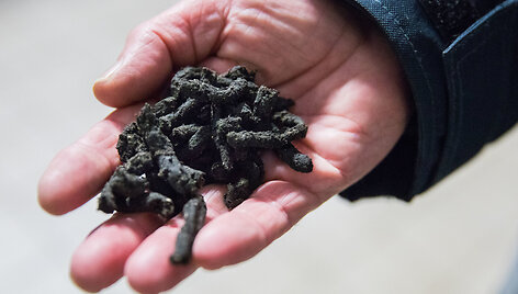 Sewage sludge for fertilising energy forests