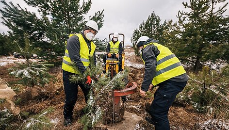 Planting of the pine trees 