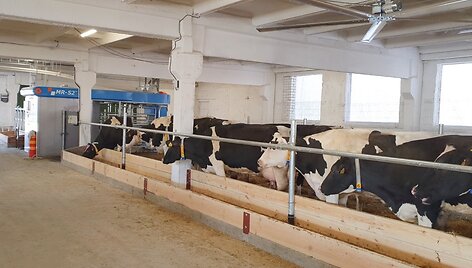 News robots for the cows' well being at Labunava