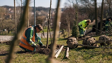 Planting of the trees_Darnu Group