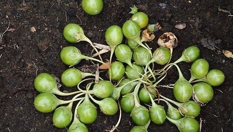 Vytauto Didžiojo universiteto Botanikos sode pražydo daugybe legendų ir mistiškų istorijų apipintas augalas – vaistinė mandragora