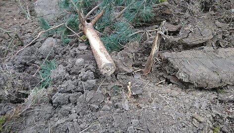 Vieta Varėnos rajone, i&scaron; kurios galimai neteisėtai pasisavinti rieduliai