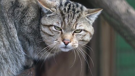 Miškinės katės Lietuvos zoologijos sode