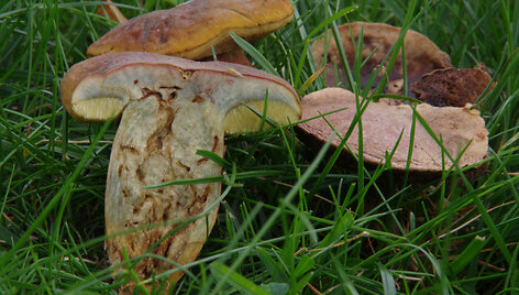 Hortiboletus bubalinus