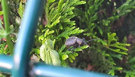 Į Lietuvą pateko nauja vabalų rūšis – Otorhynchus armadillo 