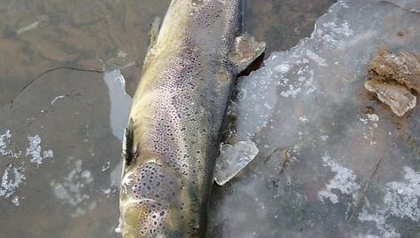 Neries krante aptikta nugai&scaron;usi įspūdingo dydžio la&scaron;i&scaron;a