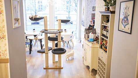 &bdquo;Cat Cafe&ldquo; kavinės akimirka