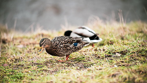 Žmonių gausa Užupio ir Paupio takuose