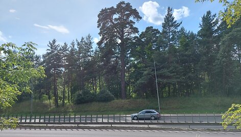 Vytis Geležinio vilko gatvėje