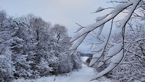 Obuolių pyragui Sandrą įkvėpė tikra lietuviška žiema