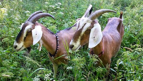 Valerijaus &Scaron;uvalovo ir Irinos Putrimienės &scaron;eimos ūkyje