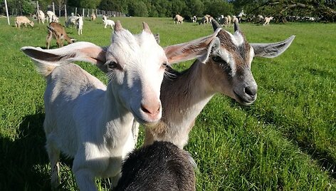 Valerijaus &Scaron;uvalovo ir Irinos Putrimienės &scaron;eimos ūkyje