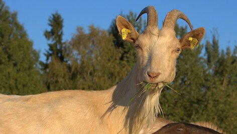 Valerijaus &Scaron;uvalovo ir Irinos Putrimienės &scaron;eimos ūkyje
