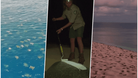 collage
