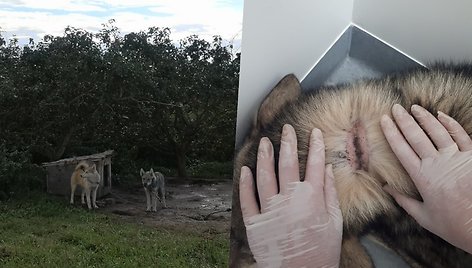 Iš nelegalios daugyklos Kėdainių raj. paimtų šunų būklė