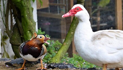 Pauk&scaron;čiai / Gosling family / SWNS / Gosling family / SWNS