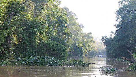 Borneo džiunglių peizažas /  / Chester Zoo/Cover Images