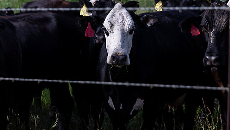 Galvijai Teksase / Kaylee Greenlee / REUTERS