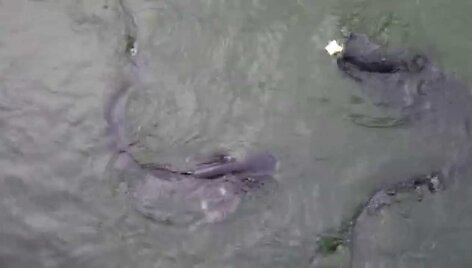 VIDEO kadras: &Scaron;amai prie Černobylio elektrinės