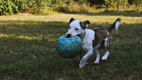 Šuo žaidžia su kamuoliu
