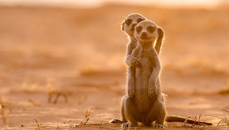 10 dalykų, kurių greičiausiai nežinojote apie surikatas