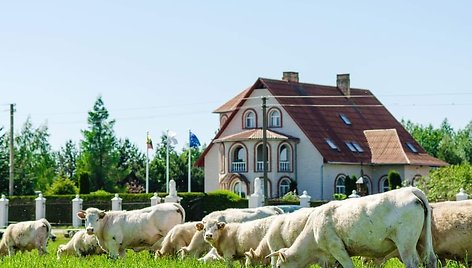 Žiliai augina Šarolė veislės galvijus, kurių ekologiška mėsa pasižymi ne tik vertingomis maistinėmis, bet ir puikiomis skoninėmis savybėmis.