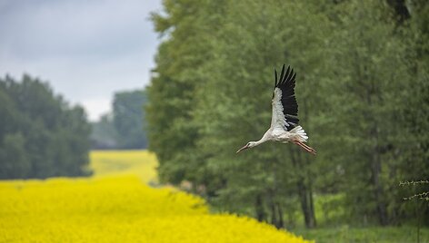 &Scaron;iuolaikinį ūkininkavimą ir bioįvairovę galima suderinti