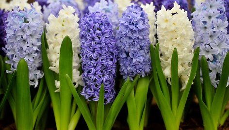 &bdquo;Chelsea Flower Show&ldquo; paroda