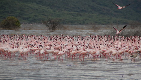 Flamingais ir geizeriais garsėjantis Bogorijos ežeras