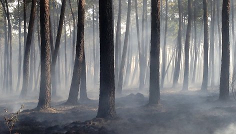 Miškas po gaisro Prancūzijoje