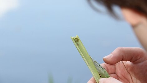 Druskininkuose pradėta kova su kraujasiurbiais ma&scaron;alais