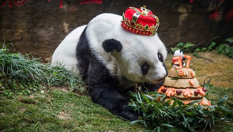 Kinijoje nugaišo seniausia pasaulio panda