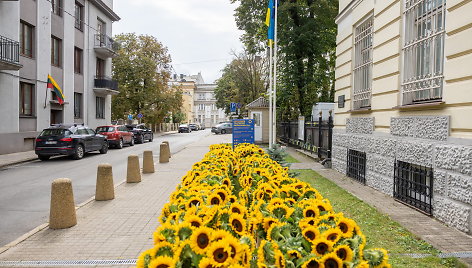 Saulėgrąžų žiedai prie Ukrainos ambasados