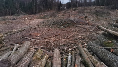 Miško kirtimas Lapių geomorfologiniame draustinyje