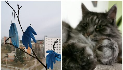 Karantinas Karolini&scaron;kėse. Su Kūckula