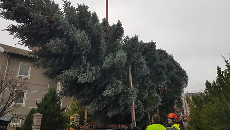 Klaipėdą šiemet vėl papuoš klaipėdiečių kieme užaugusi sidabrinė eglė. 