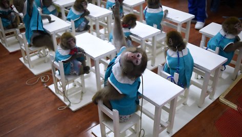 Beždžionių mokykla Kinijoje