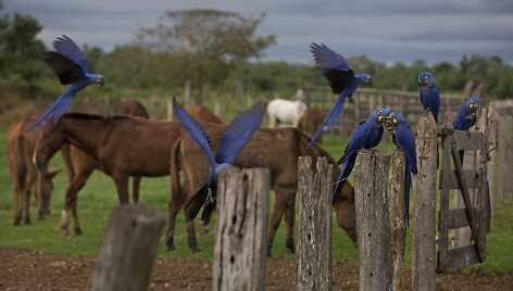 Brazilijos Pietų Mato Groso pelkėse gyvulius ganančių kaubojų kasdienybė